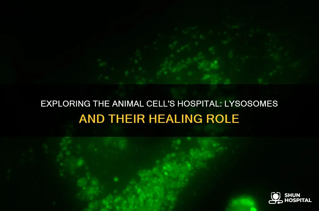 what would be the hospital in a animal cell