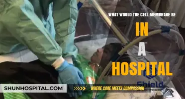 The Cell Membrane's Role: A Hospital's Protective Barrier Explained