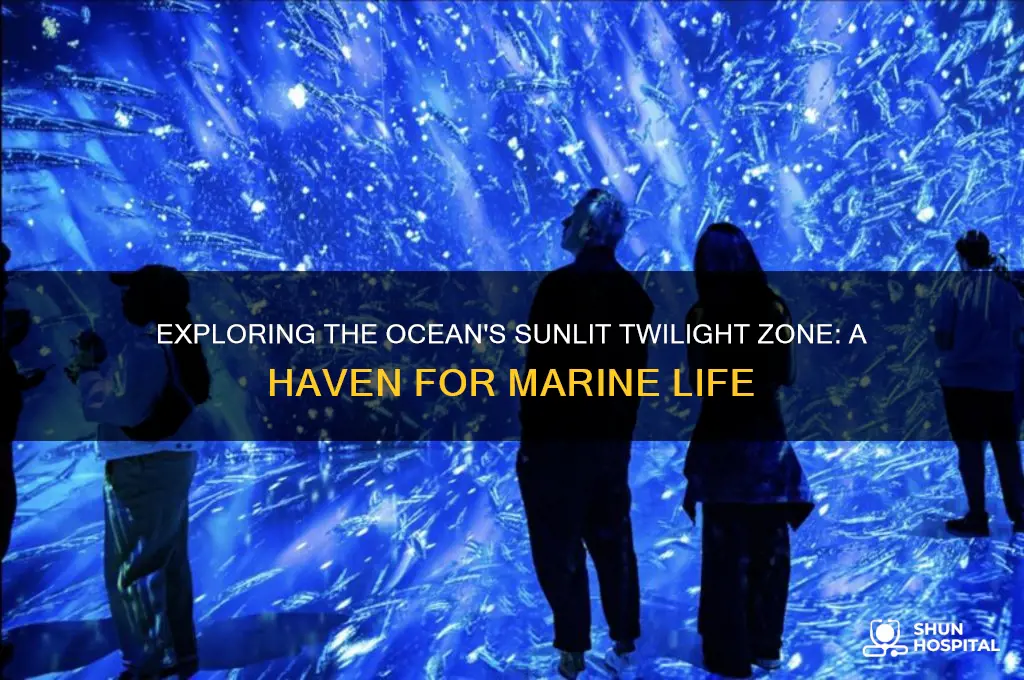 what zone of the ocean is most hospitable to life