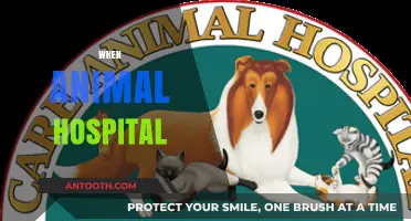 Compassionate Care at the Animal Hospital: When to Seek Help