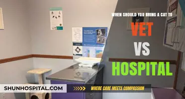 Cat Health Emergencies: Vet Clinic vs. Animal Hospital Visits