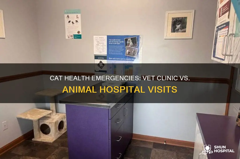 when should you bring a cat to vet vs hospital