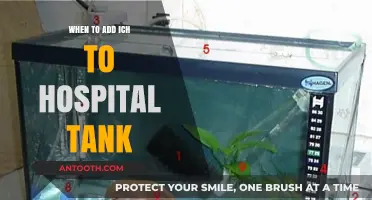 When to Add Ich Treatment to Your Hospital Tank: A Guide