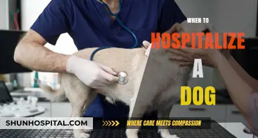 When to Hospitalize Your Dog: Recognizing Urgent Care Needs