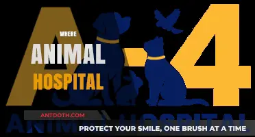 Finding the Best Animal Hospital Near You: A Comprehensive Guide
