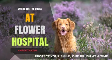 Where Are the Ducks at Flower Hospital? A Quizzical Mystery