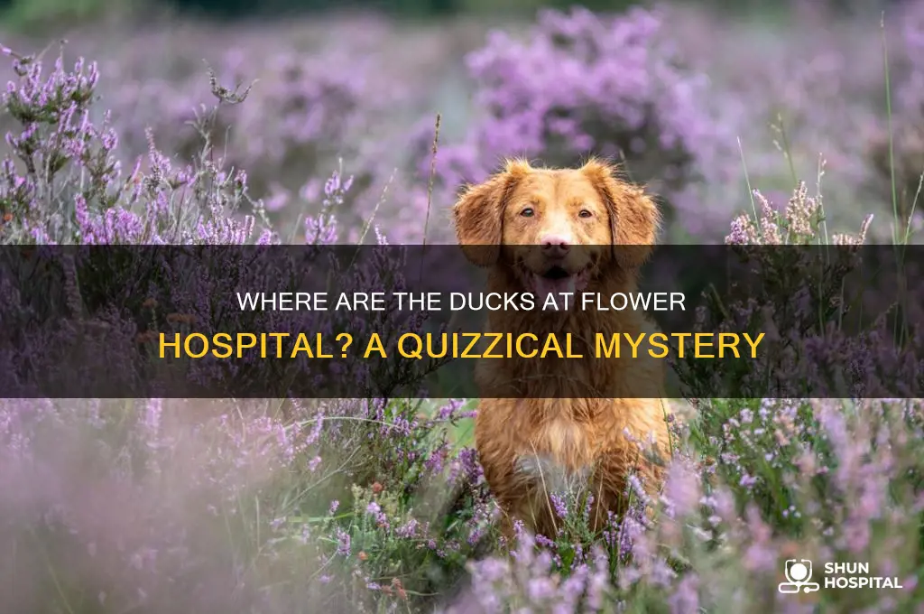 where are the ducks at flower hospital