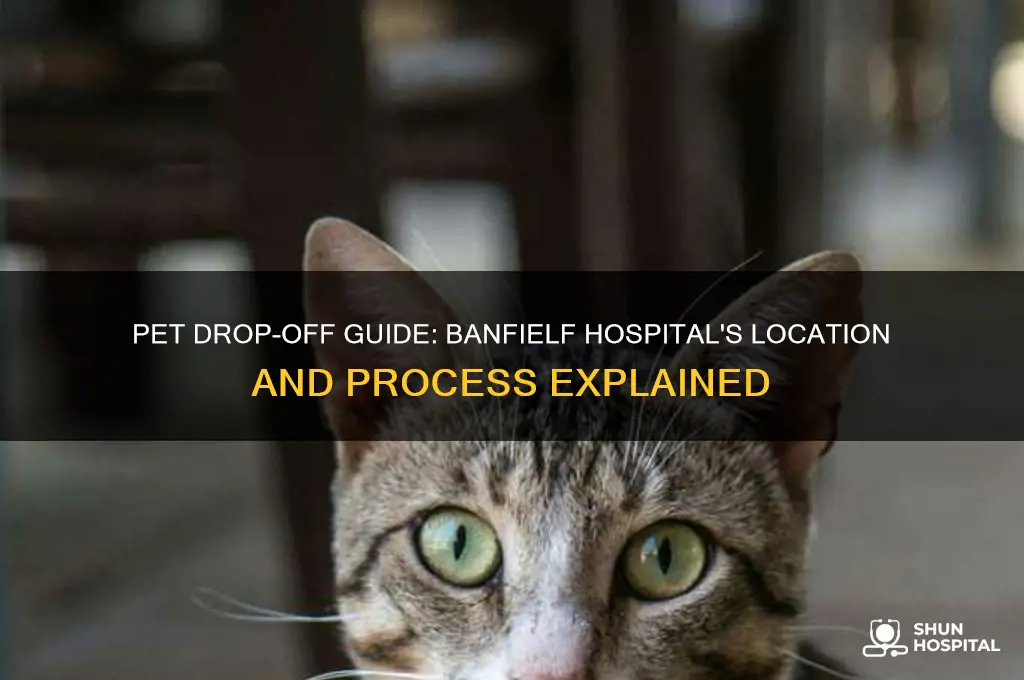 where do you drop off your pet banfielf hospital