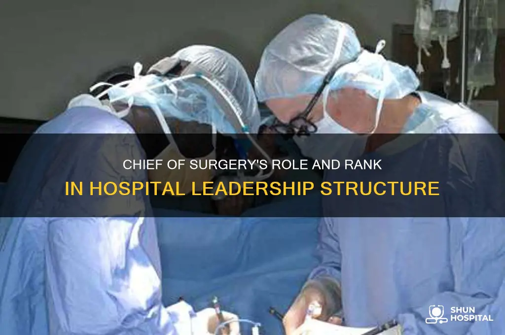 where does the chief of surgery fall in hospital heirarchy