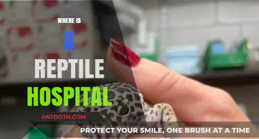 Finding Specialized Care: Locating a Reptile Hospital Near You