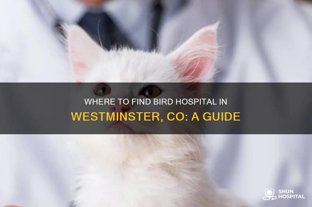 where is bird hospital in westminster co