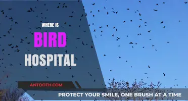 Finding Bird Hospitals: A Guide to Avian Care Locations