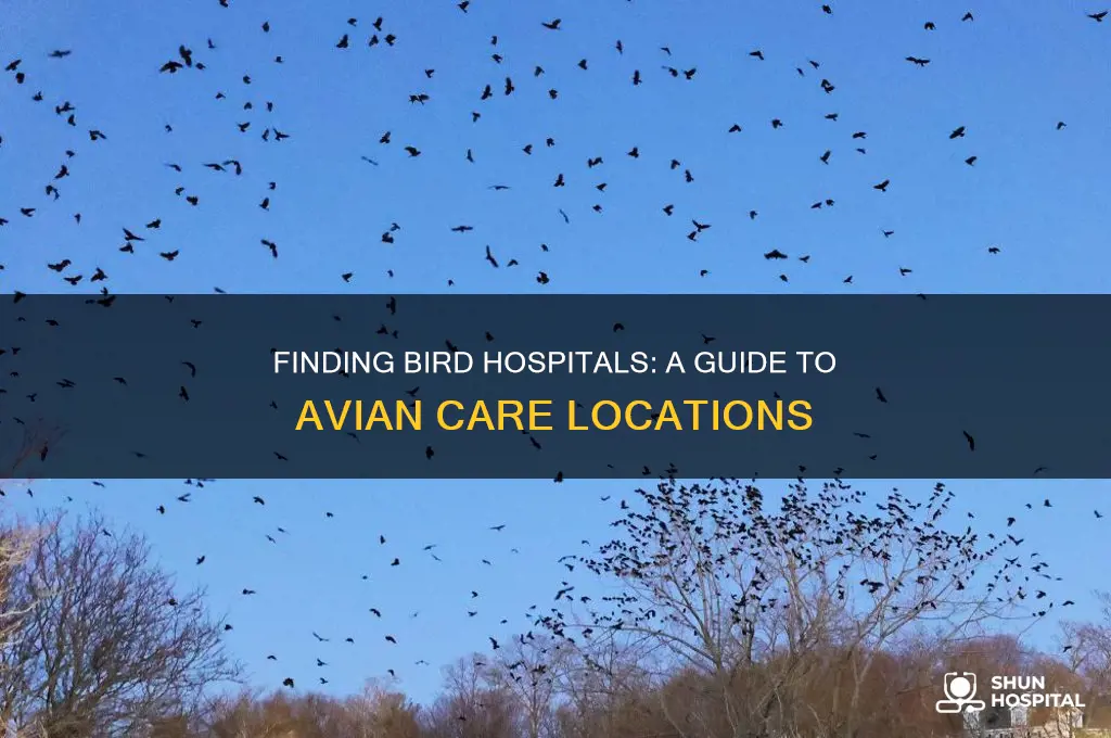 where is bird hospital