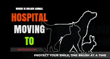Bulger Animal Hospital's New Location: Where Are They Moving?