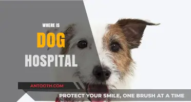 Finding the Nearest Dog Hospital: A Quick and Easy Guide