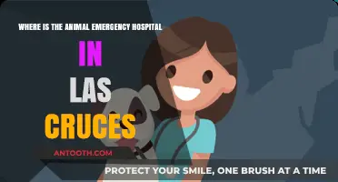 Las Cruces Animal Emergency Hospital: Location and Quick Access Guide