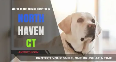 Find North Haven CT's Animal Hospital: Location Guide for Pet Owners