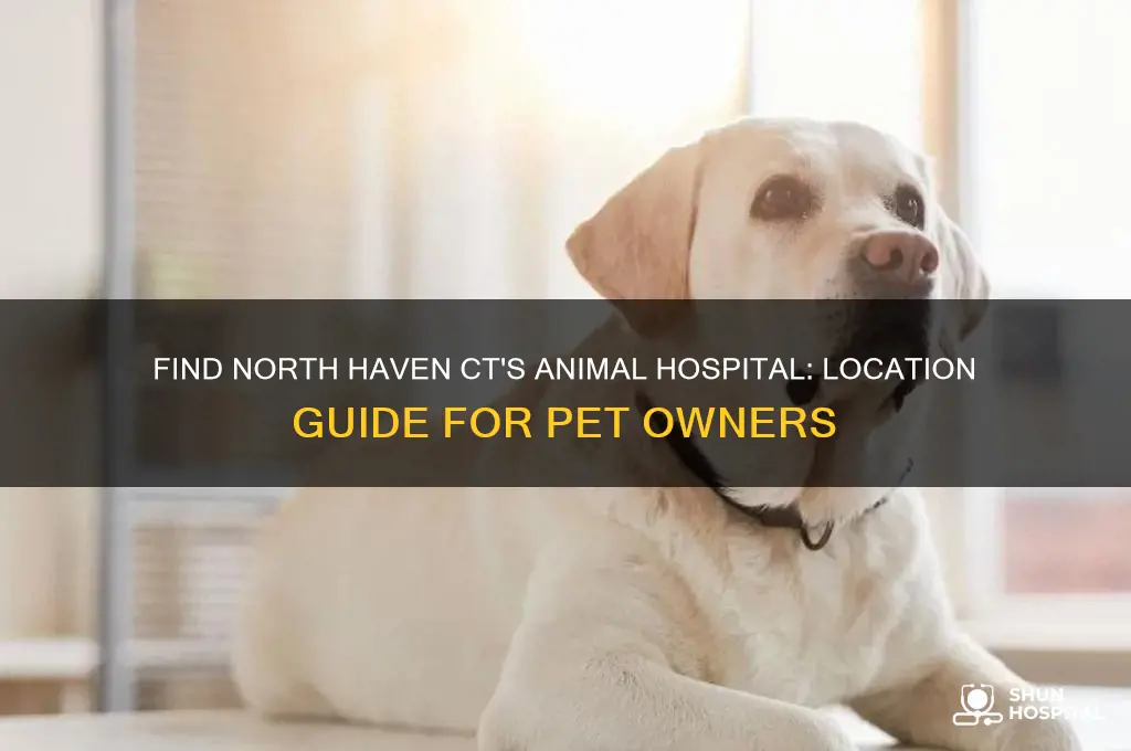 where is the animal hospital in north haven ct