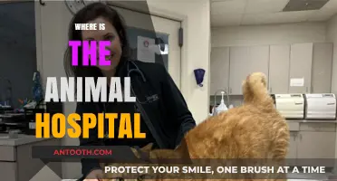 Finding the Nearest Animal Hospital: A Quick and Easy Guide