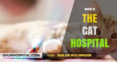 Finding the Nearest Cat Hospital: A Guide for Concerned Owners