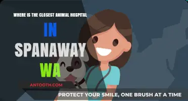 Find the Nearest Animal Hospital in Spanaway, WA Today