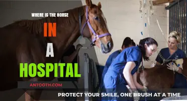 Unusual Hospital Visitors: Where Horses Find Care in Medical Settings
