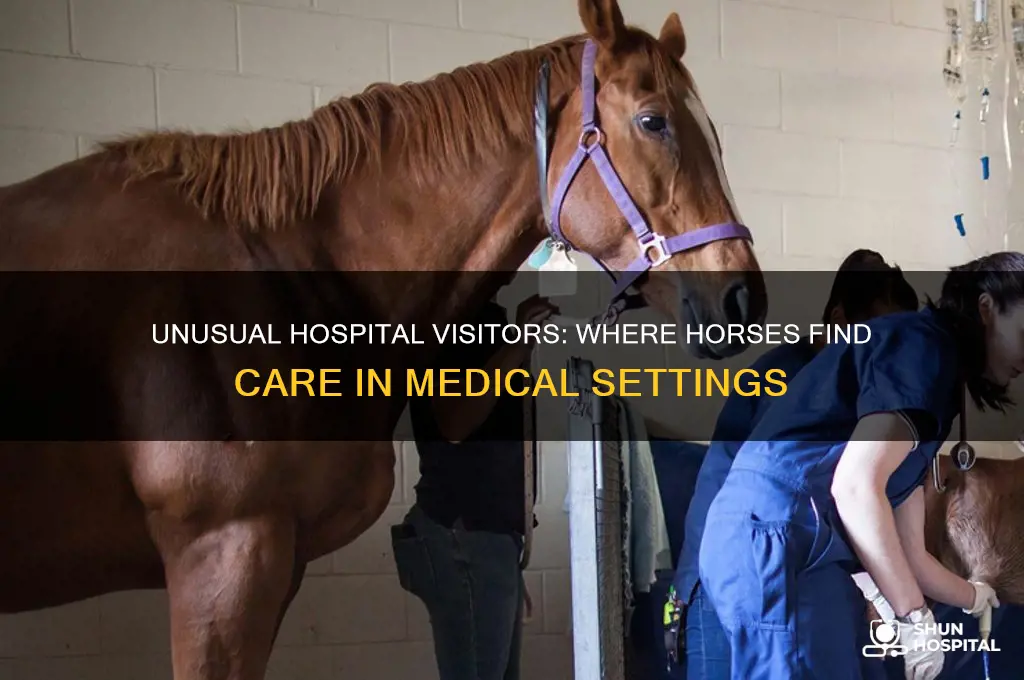 where is the horse in a hospital