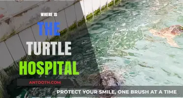 Discover the Location of the Turtle Hospital: A Guide for Visitors