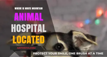 Discover White Mountain Animal Hospital's Exact Location and Services