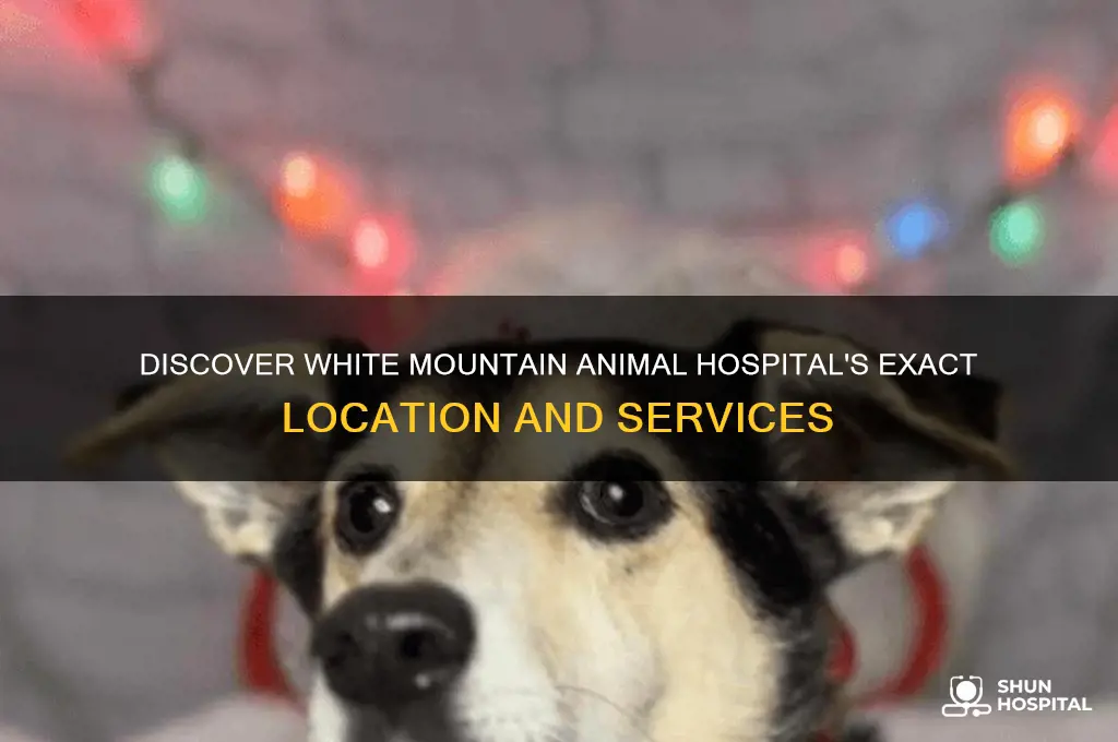 where is white mountain animal hospital located