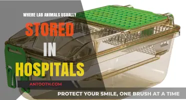 Where Are Lab Animals Kept in Hospitals? Storage and Care Explained