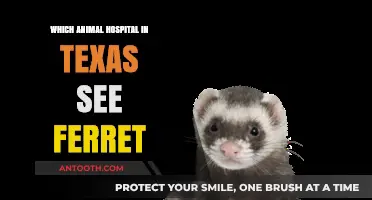 Texas Ferret Care: Top Animal Hospitals for Your Pet