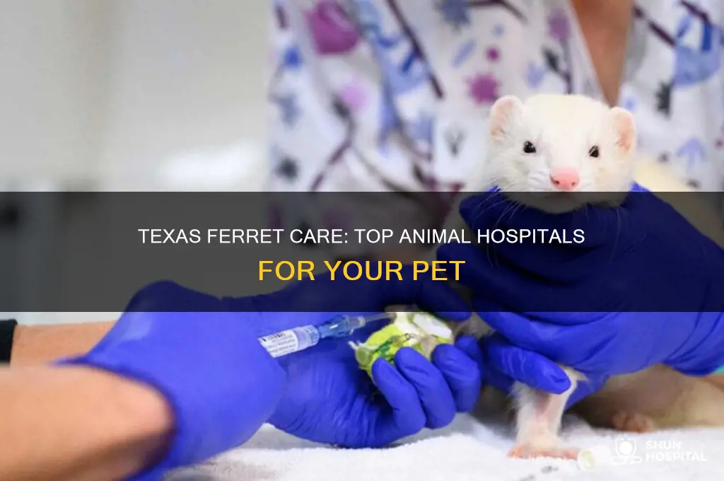 which animal hospital in texas see ferret