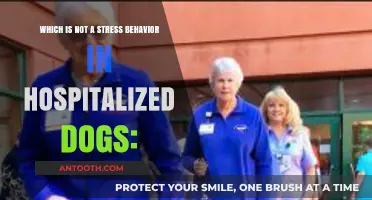 Identifying Non-Stress Behaviors in Hospitalized Dogs: What to Look For