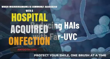 Common Microorganisms Linked to Hospital-Acquired Infections: A Comprehensive Overview