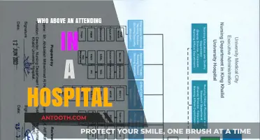 Understanding Hospital Hierarchy: Who Oversees Attending Physicians in Healthcare?
