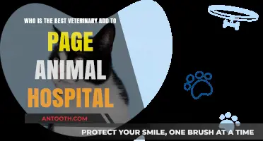 Top Veterinary Expert: Who's the Best Addition to Your Animal Hospital?