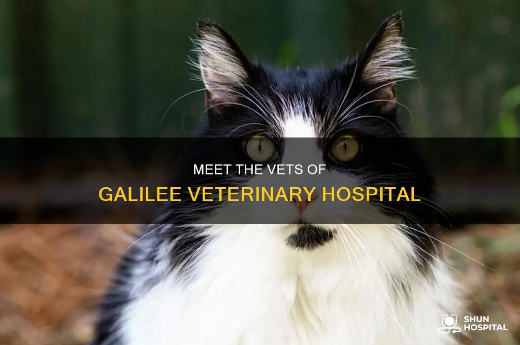 who is vet at galilee veterinary hospital