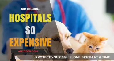 Understanding the High Costs of Veterinary Care: A Comprehensive Guide