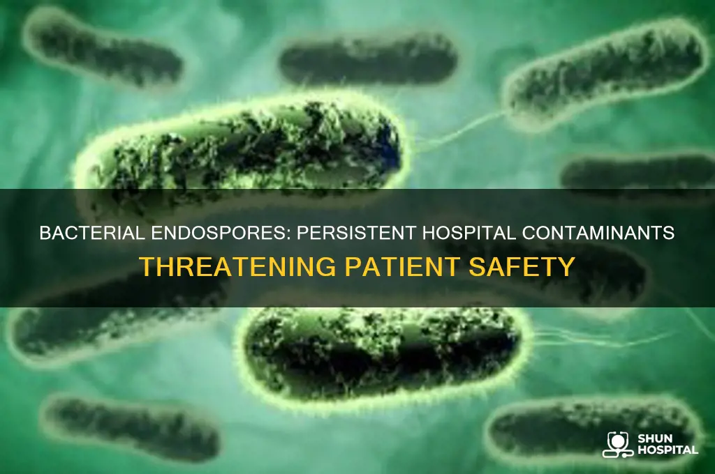 why are bacterial endospores a problem in the hospital environment