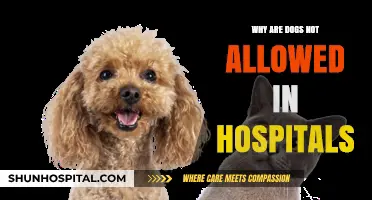 Hospitals Bar Dogs: Health and Safety Concerns