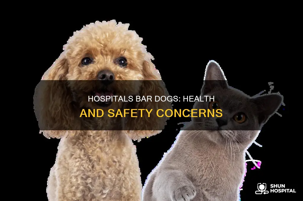 why are dogs not allowed in hospitals