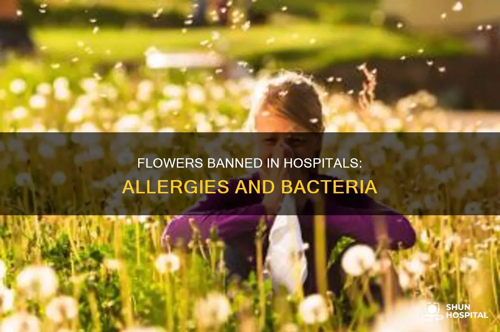 why are flowers not allowed in hospitals