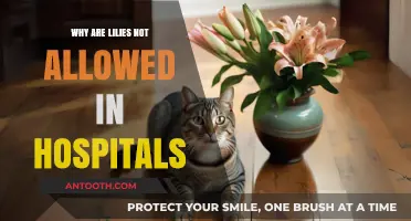 The Danger of Lilies in Hospitals: Toxic Beauty
