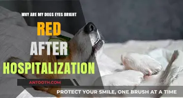 Bright Red Dog Eyes Post-Hospitalization: Causes and Concerns Explained