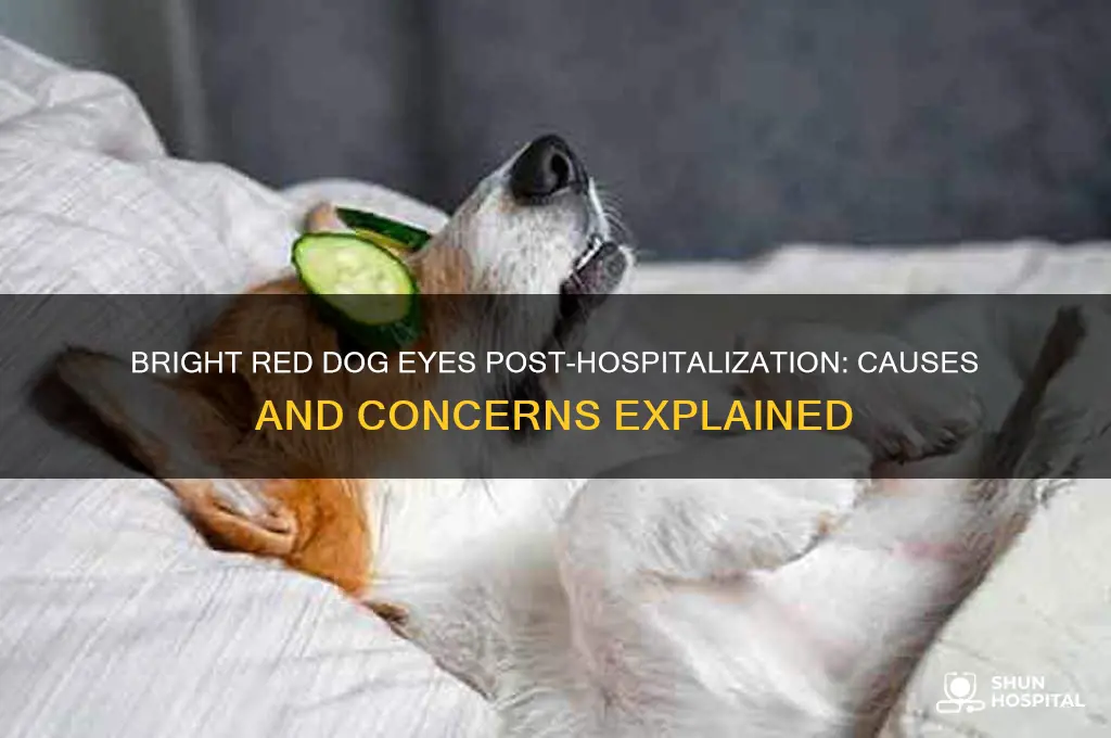 why are my dogs eyes bright red after hospitalization