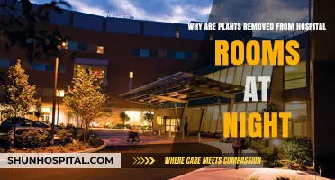 Why Plants Are Removed from Hospital Rooms at Night: Unveiling the Reason
