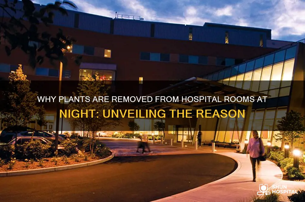why are plants removed from hospital rooms at night