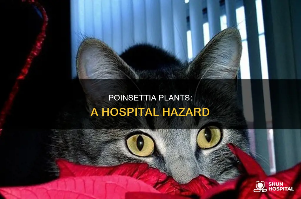 why are poinsettias not allowed in hospitals