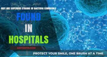 Hospital Superbugs: Why Deadly Bacteria Thrive in Medical Settings